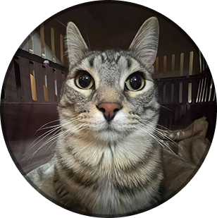 Web development icon